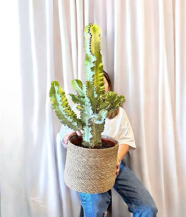 Saksıda Kaktüs (110 CM)